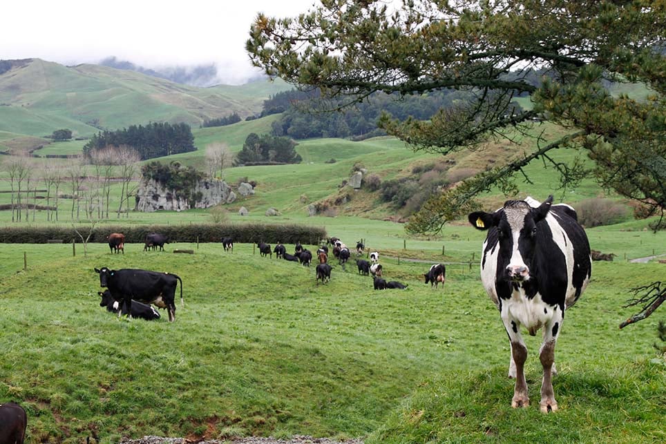 A herd of cows at a farm in the Coromandel Peninsula