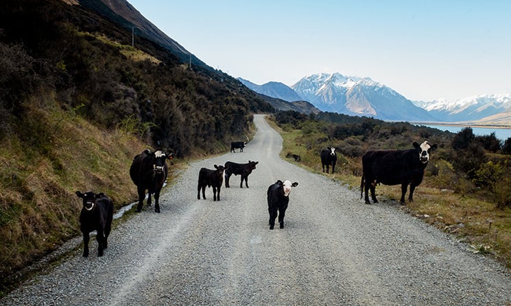 Cows on the road in south island NZ